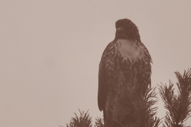 a red-tailed hawk perched on a tree amid wildfire smoke haze