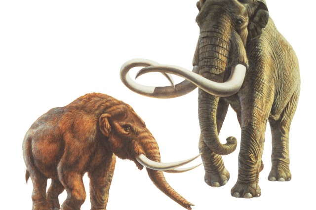 Life recreations American Mammoth Colombian Mastodon