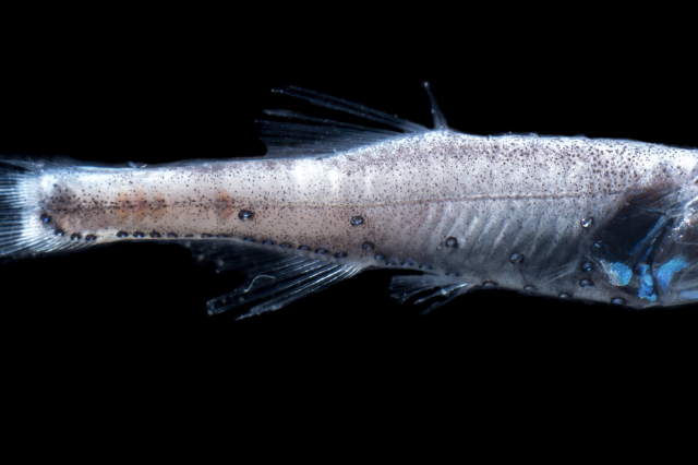 Northern Lampfish