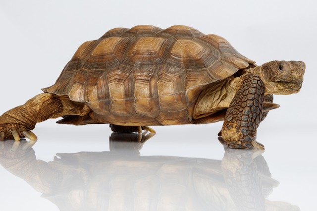 Side view of tan and brown turtle against a white background