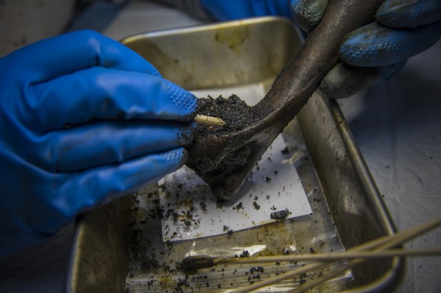 Fossil Lab Preparation of Fossil: A gloved hand uses small tools to clean a fossil