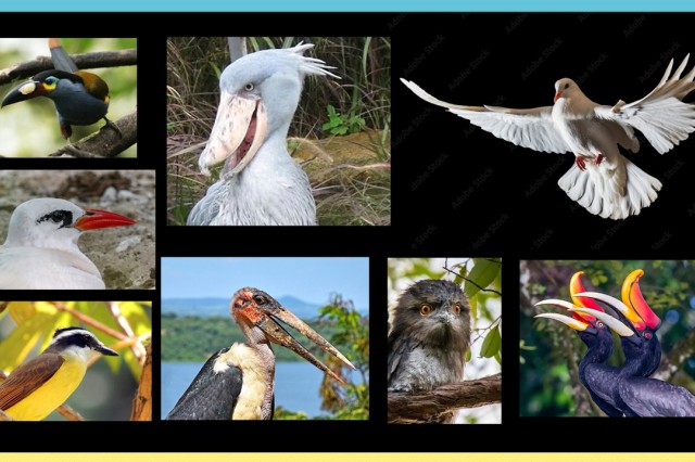 Various birds in square and rectangular cutouts against a black background