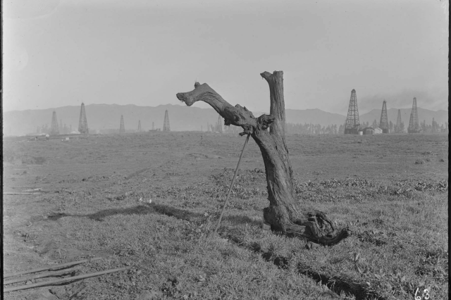 A black and white photo of a tree without any branches in an oil field