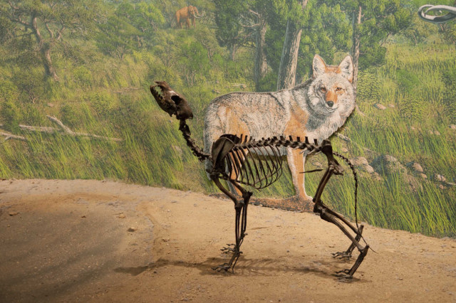 painting of coyote behind fossil skeleton of coyote