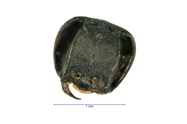 tar pits, microfossil, 1mm, insect