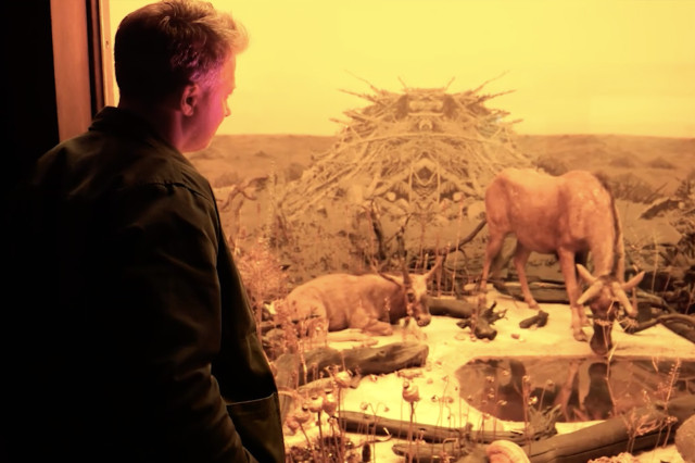 Saul Becker looking at a diorama, of horned animals against a yellow background, through glass