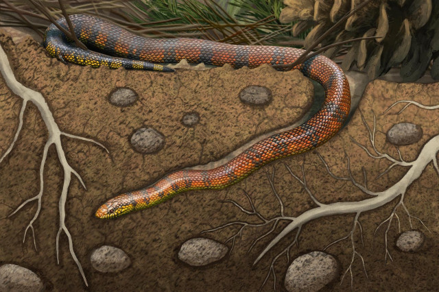 Illustration of ancient birds and a burrowing snake in the foreground