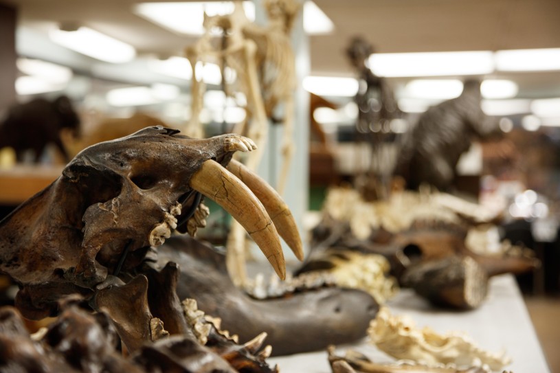 close up of sabertooth skull in fossil lab collections tar pits