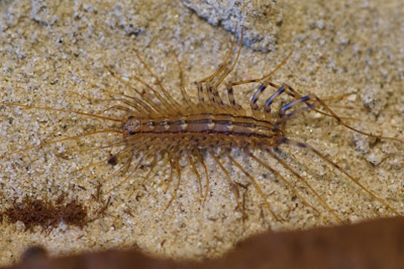 close up image of a centipede