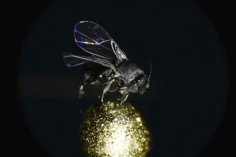 The coffin fly