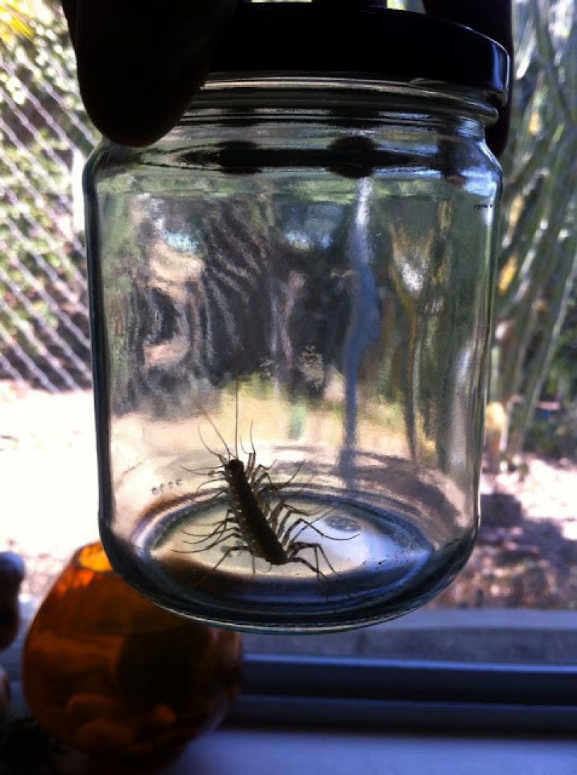 House centipede in a jar 