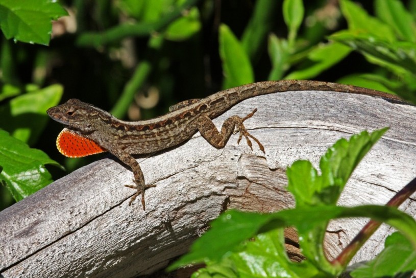 A male brown anole displaying his red dewlap, photo by mgiganteus​