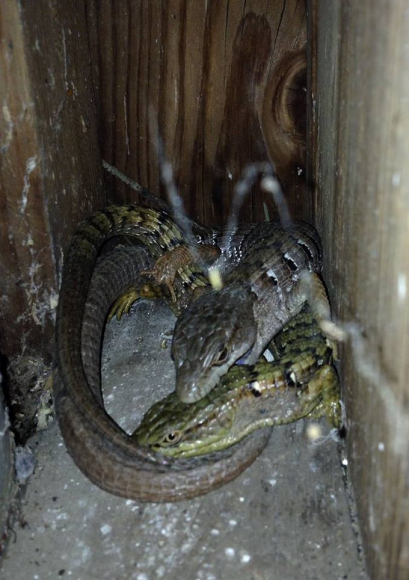 Southern Alligator Lizards mating in a barn at the Los Angeles Zoo. 