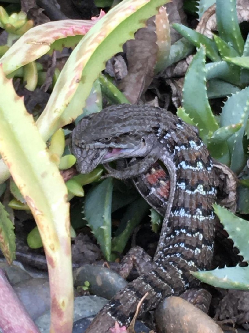 Two mating alligator lizards in the longest duration pairing ever documented in this species