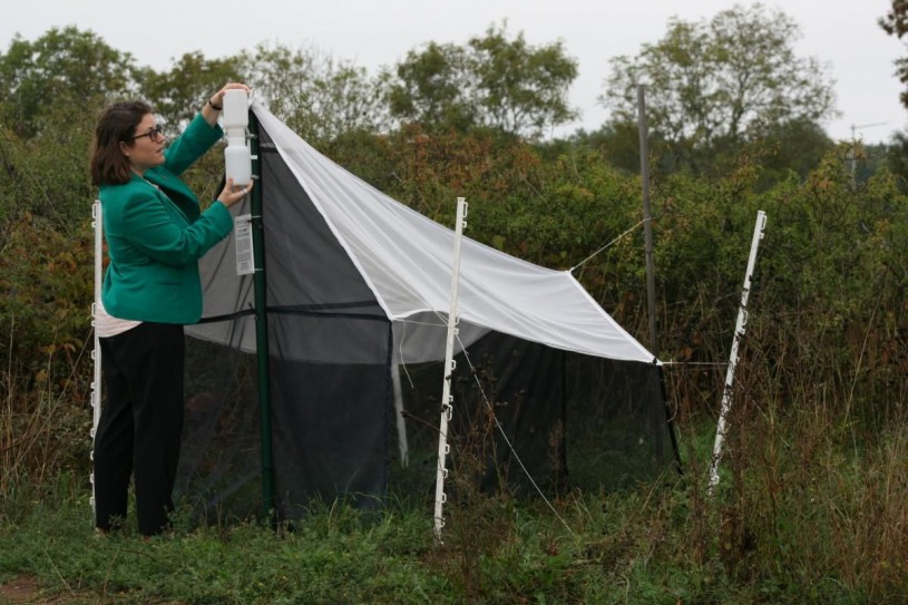 Emily Hartop adjusts the collection bottles on a Malaise Trap that looks like a small white tent