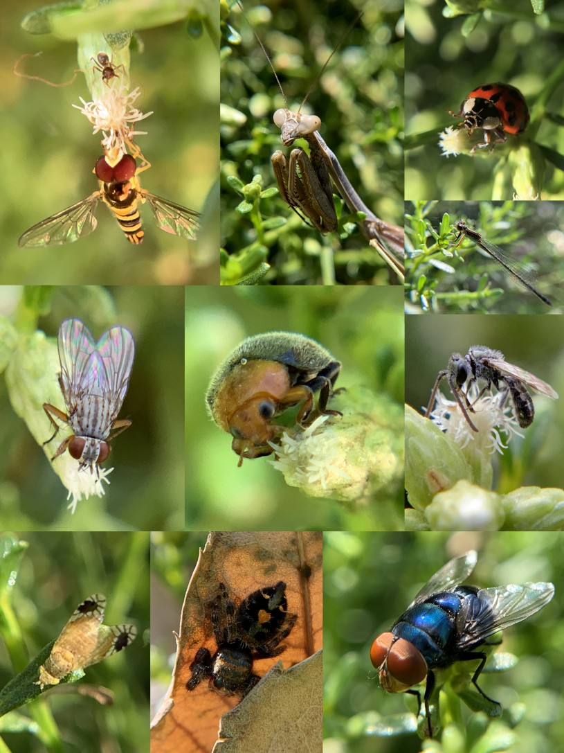 Collage of insects found in the Baccharis bush