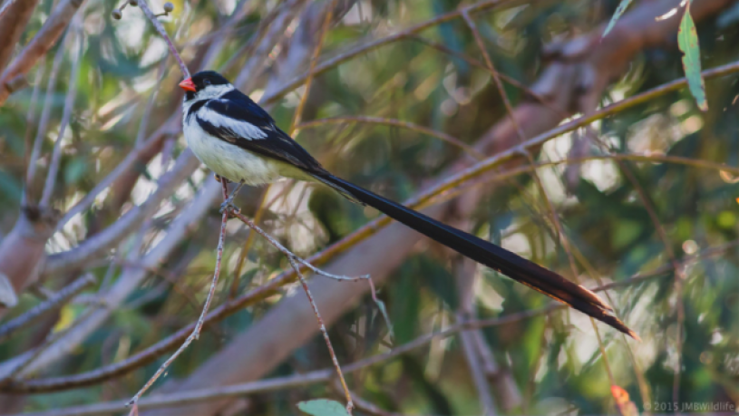 Whydah, Dodah, tail, beautiful