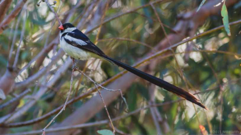 Whydah, Dodah, tail, beautiful 