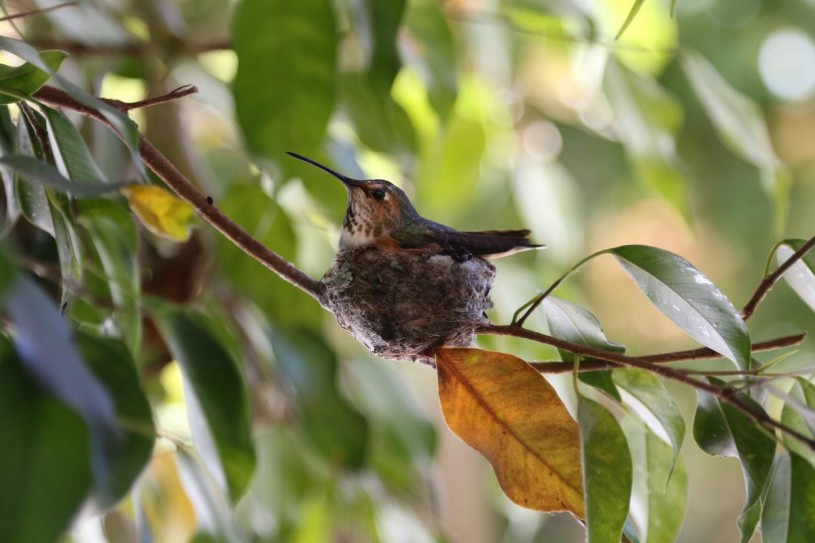 Hummingbird, tree, photography