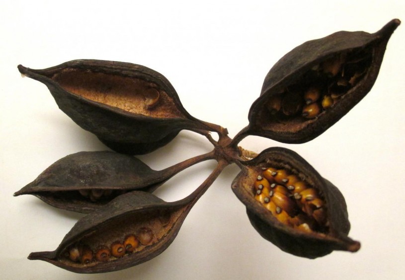 australian, pods, seeds, native LA