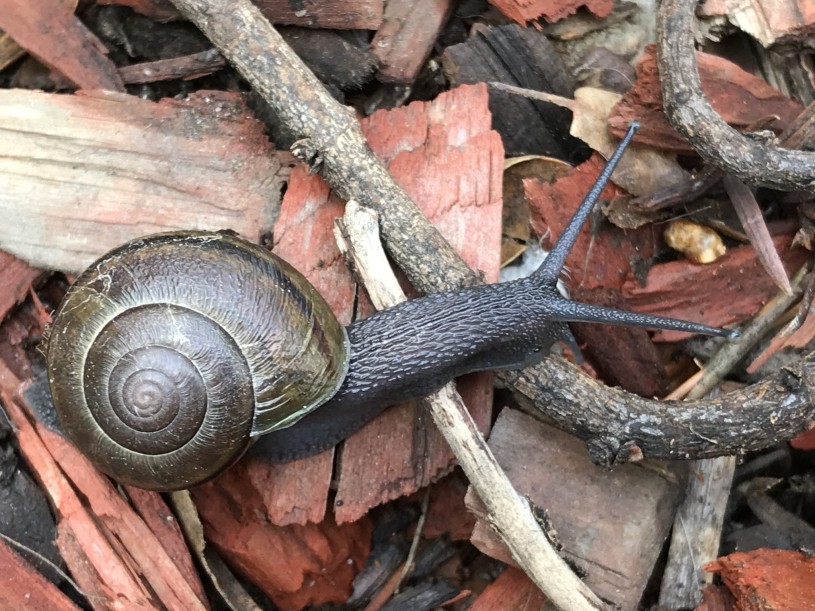 A native California snail with a dark textured body and brown shell crawling across leaf litter