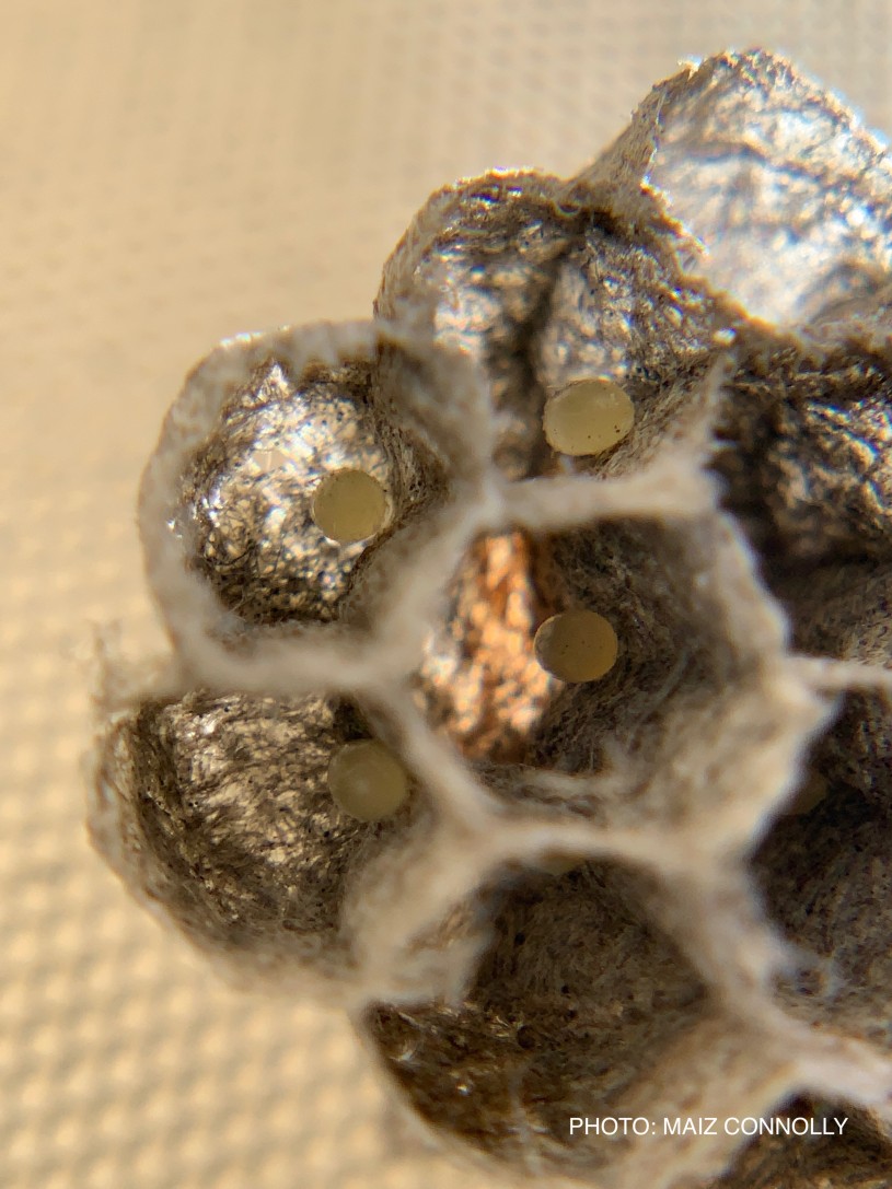 Paper Wasp Eggs