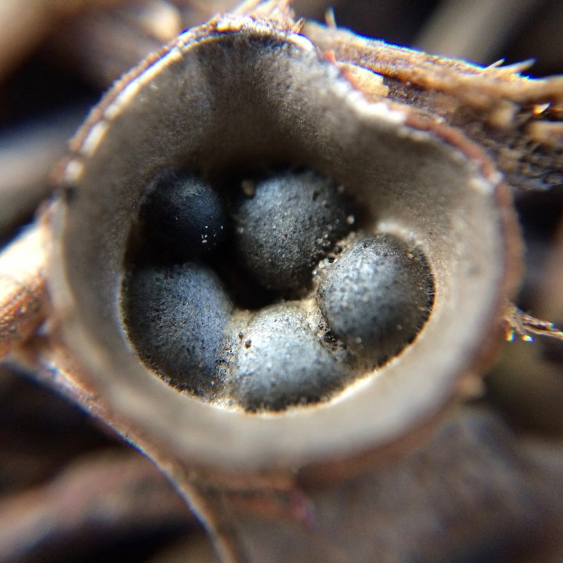 Bird's Nest Fungi