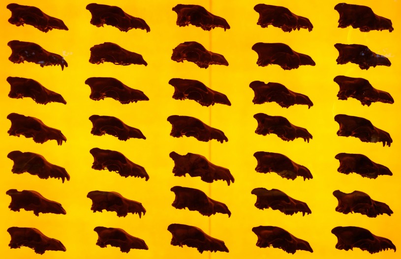 dire wolf wall
