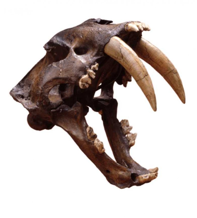 Saber-toothed cat skull with jaws open, demonstrating the length of the canine teeth.