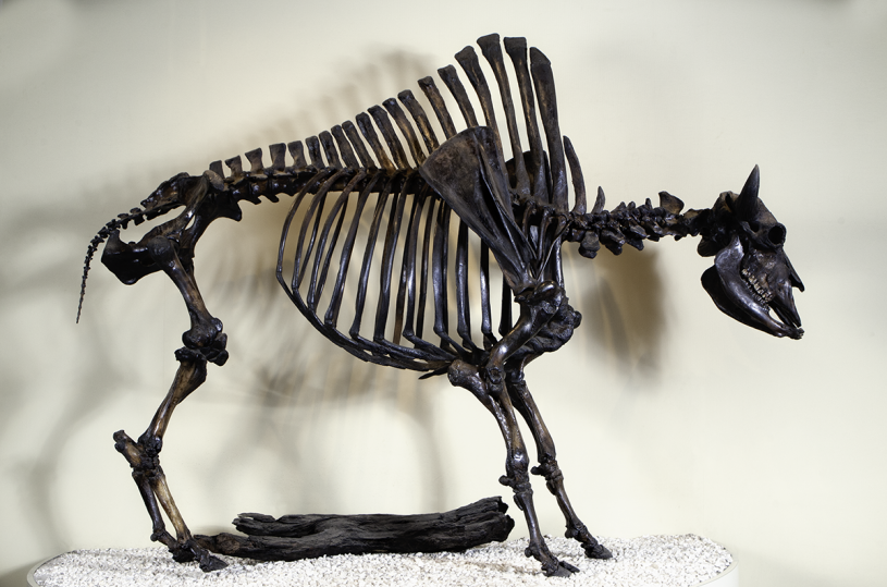 Bison skeleton from LBTP