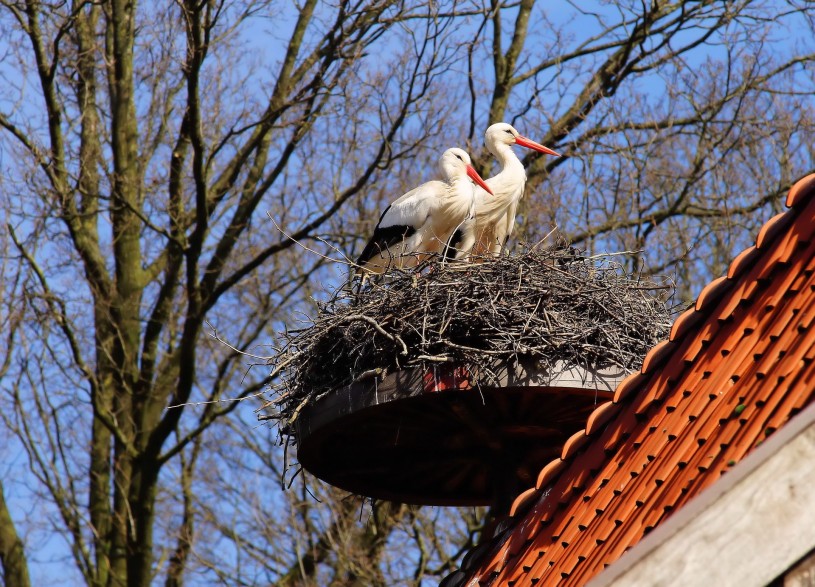 White Storks on a nesting platform 