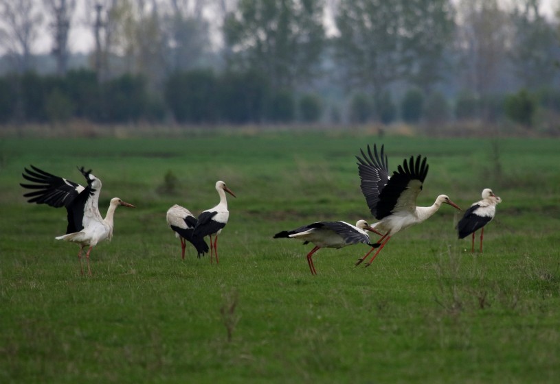 White storks on a field 