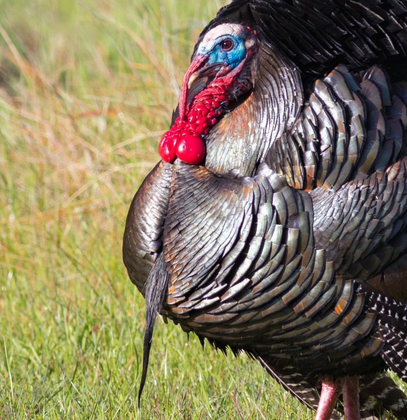 🦃 Gobbling Turkey Snood