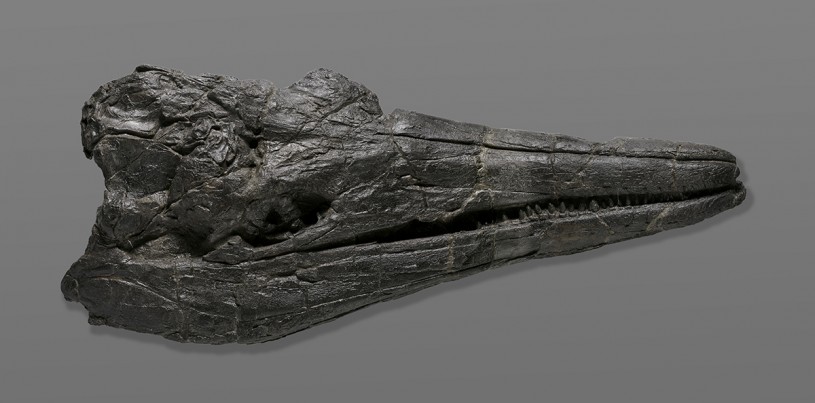 C. Youngorum Skull from Display for Press Release