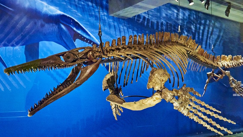 Mosasaur from dino hall