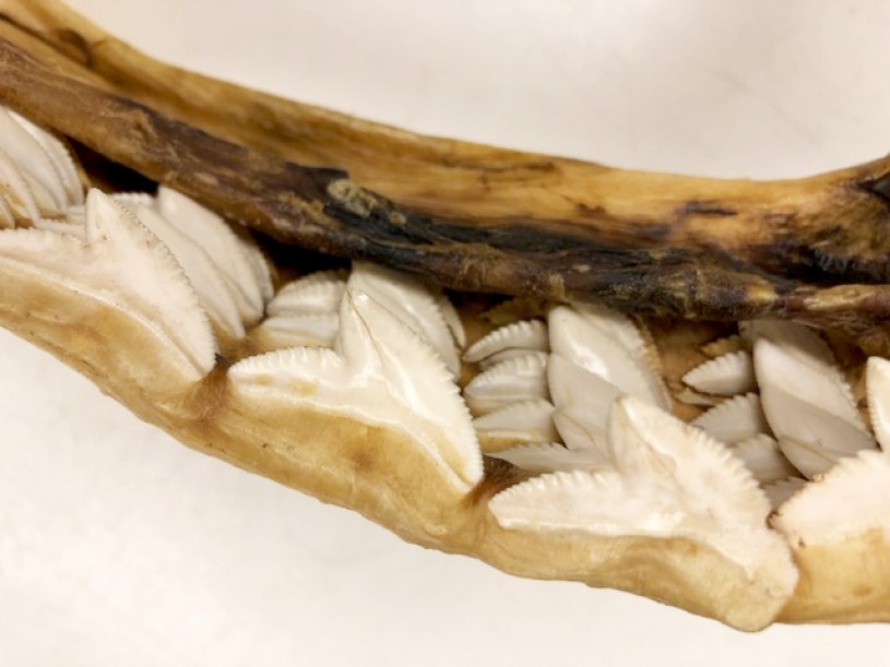 Tiger shark teeth close up 