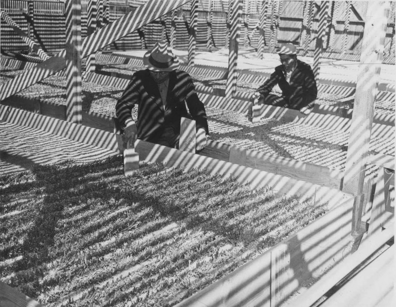 Manzanar internment camp greenhouse
