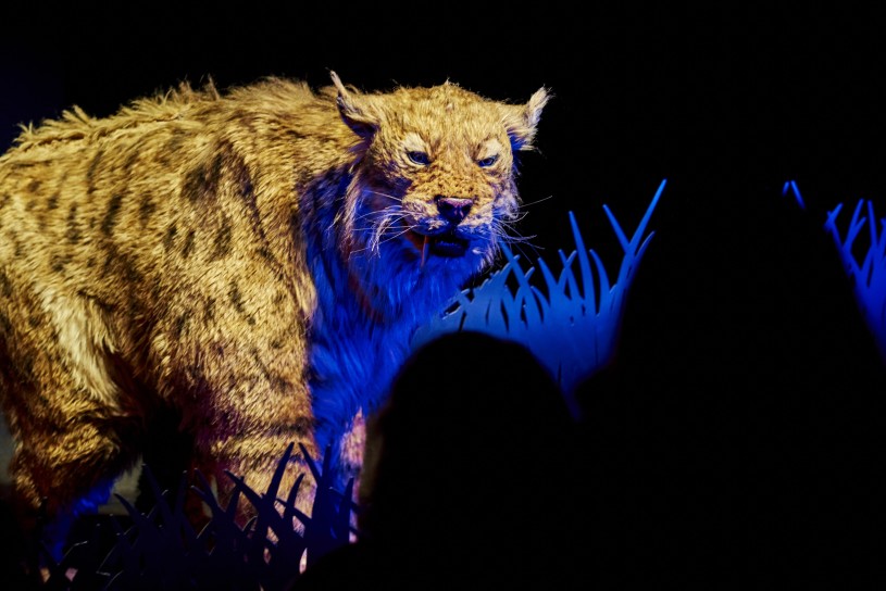Cali the life size saber-toothed cat puppet star of Ice Age encounters