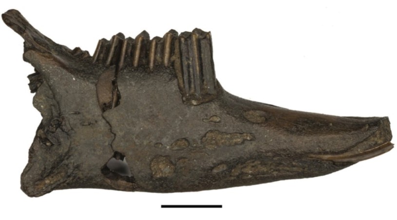 Cottontail La Brea Fossil lower jaw