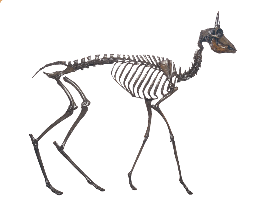 Dwarf pronghorn reconstruction skeleton