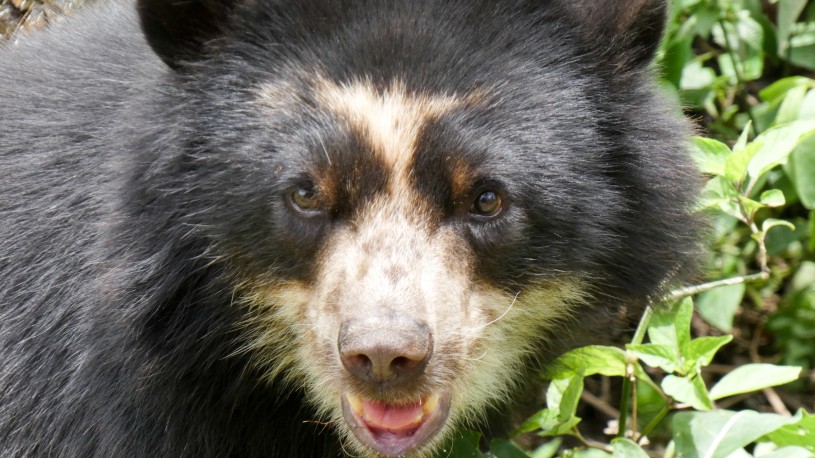Close up of spectacled bear