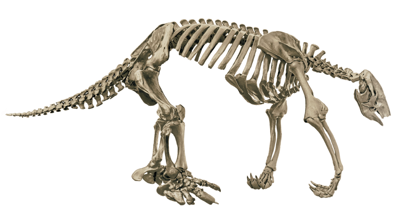 Shasta ground sloth skeleton