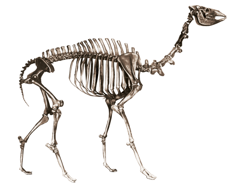 Western camel skeleton reconstruction