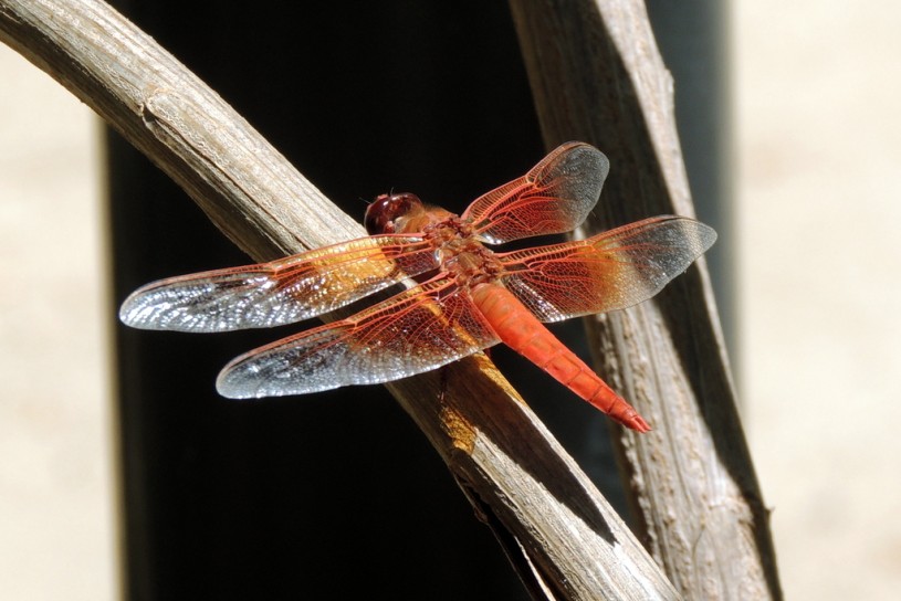 A flame skimmer rests on a branch at NHM's Nature Gardens