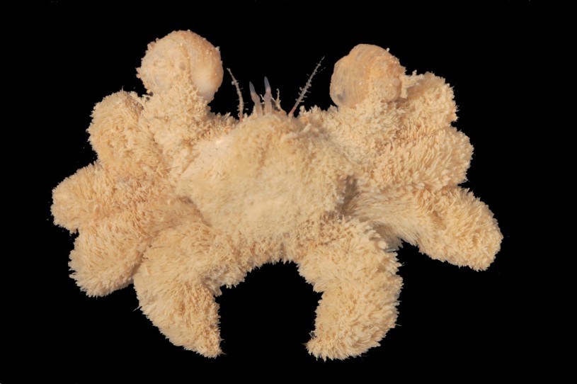 A common hairy crab (Pilumnus vespertilio) from NHM&#039;s collections photo by Jody Martin