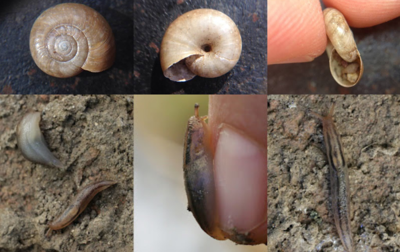 three images top of different angles of a snail shell, three images on the bottom of various angles of a slug
