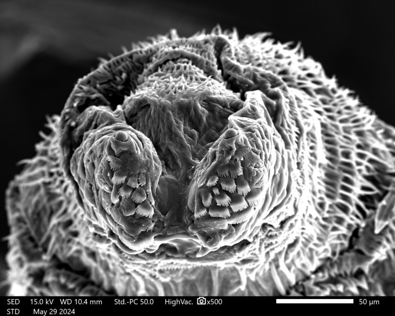 Anterior face with antennae, maxillary sense organs, mouth hooks and oral ridges visible, etc. SEM oil fly