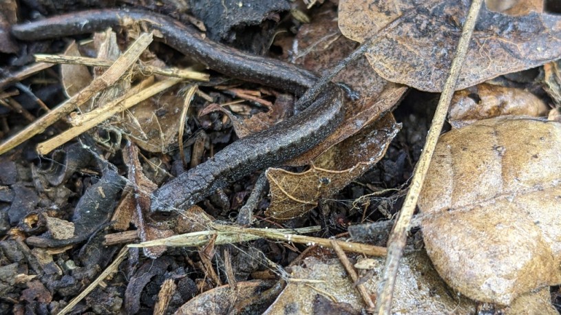 A black-bellied slender salamander in amid dead leaves and dirt on the forest floor