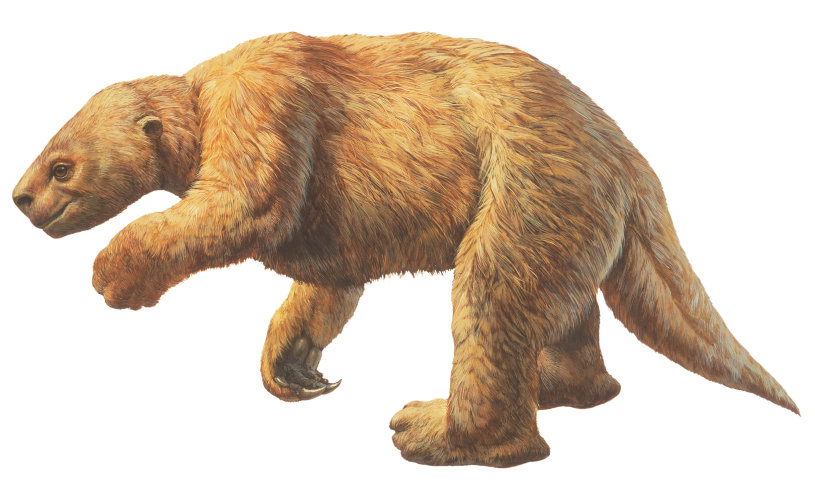 Harlan Ground Sloth illustration