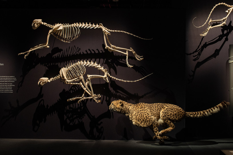 Two mounted wildcat skeletons on a black wall above a taxidermy wildcat